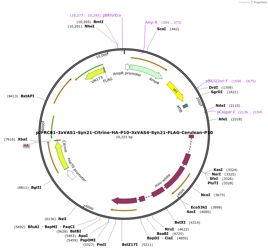 104619-plasmid-map-sequence-id-202339
