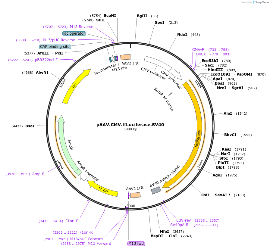 105532-plasmid-map-sequence-id-202366