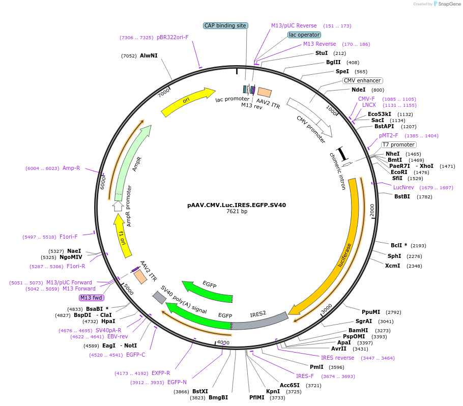 105533-plasmid-map-sequence-id-202367