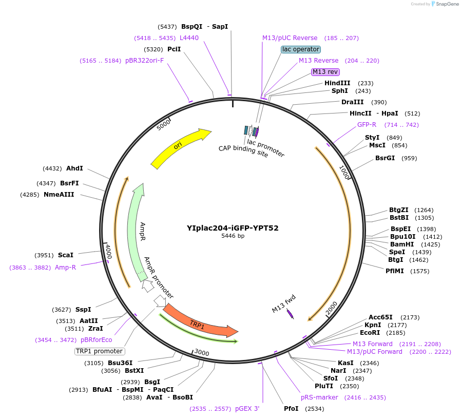 105279-plasmid-map-sequence-id-202383