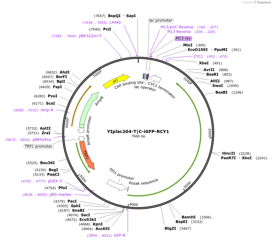 105281-plasmid-map-sequence-id-202385