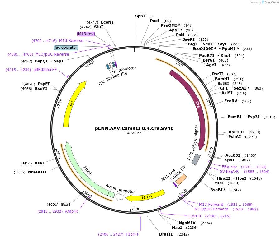 105558-plasmid-map-sequence-id-202399