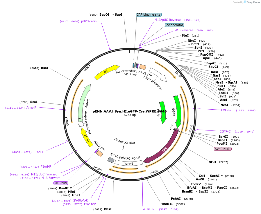 105540-plasmid-map-sequence-id-202434
