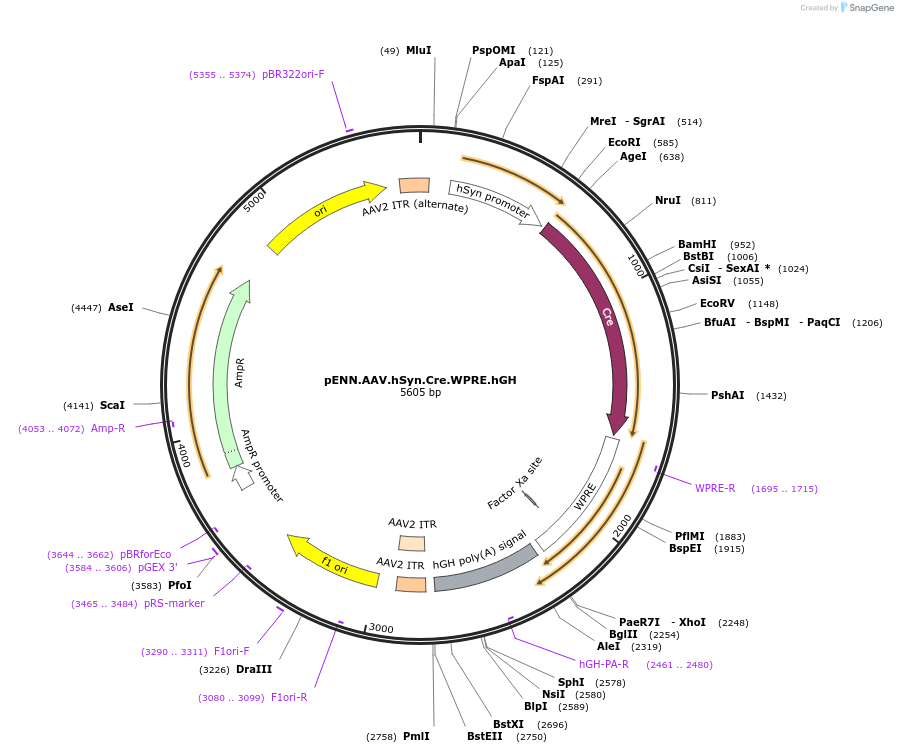 105553-plasmid-map-sequence-id-202451