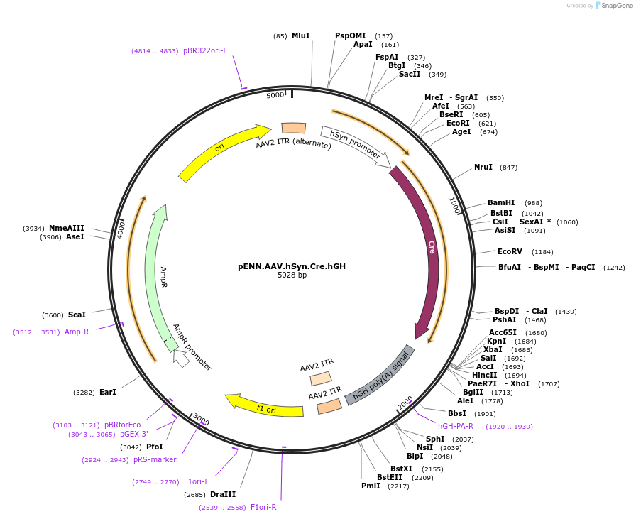 105555-plasmid-map-sequence-id-202452