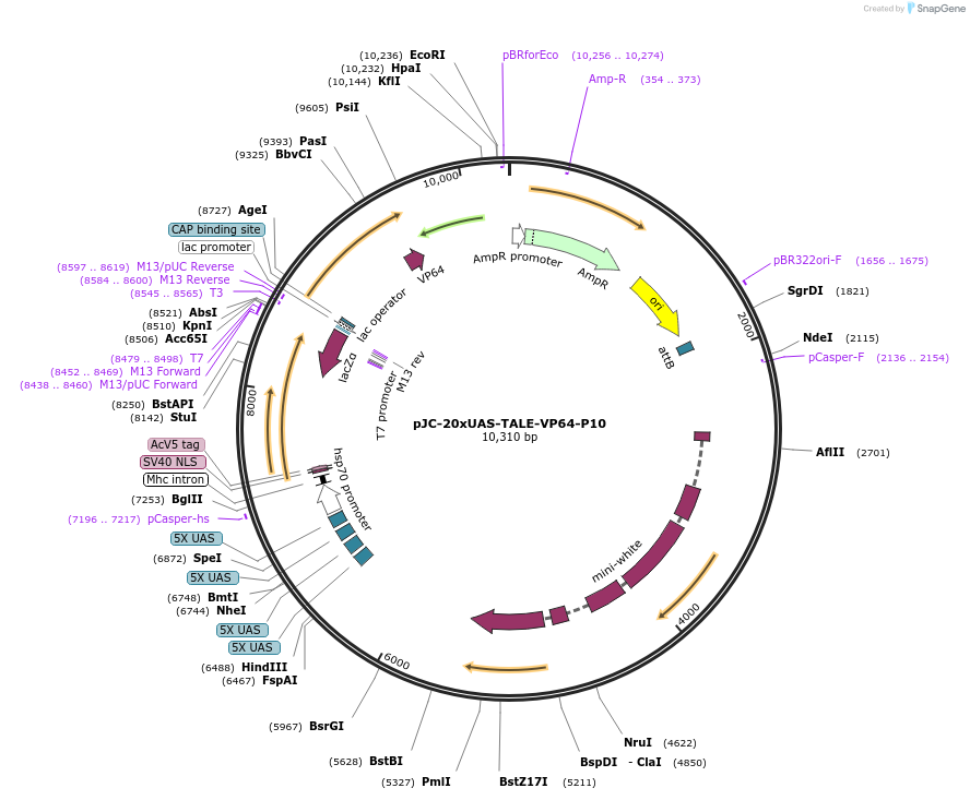 104605-plasmid-map-sequence-id-202461