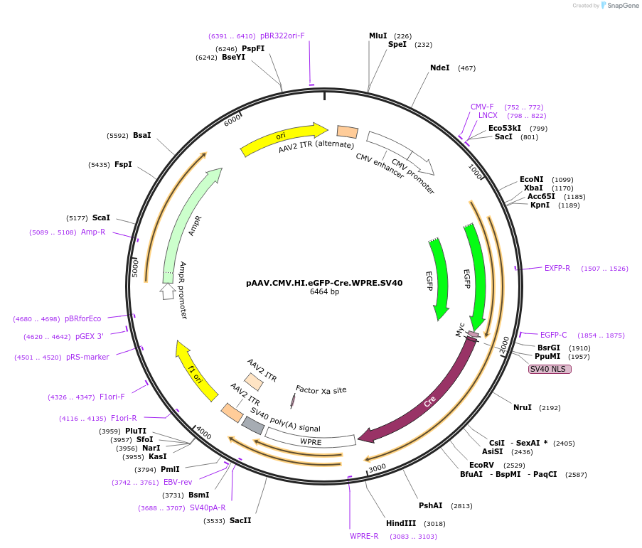 105545-plasmid-map-sequence-id-202462