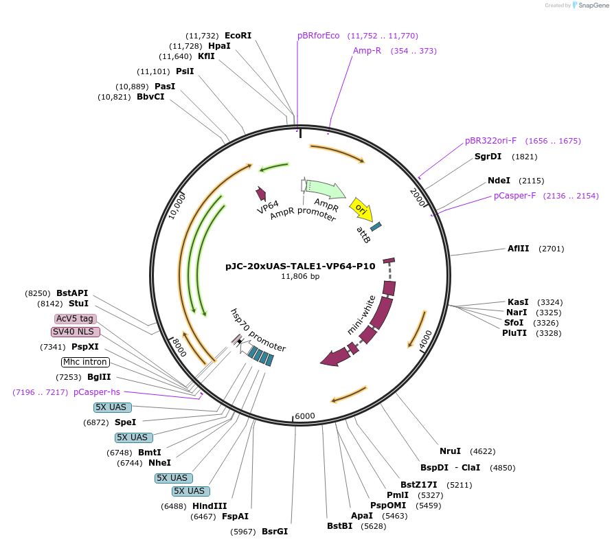 104606-plasmid-map-sequence-id-202465