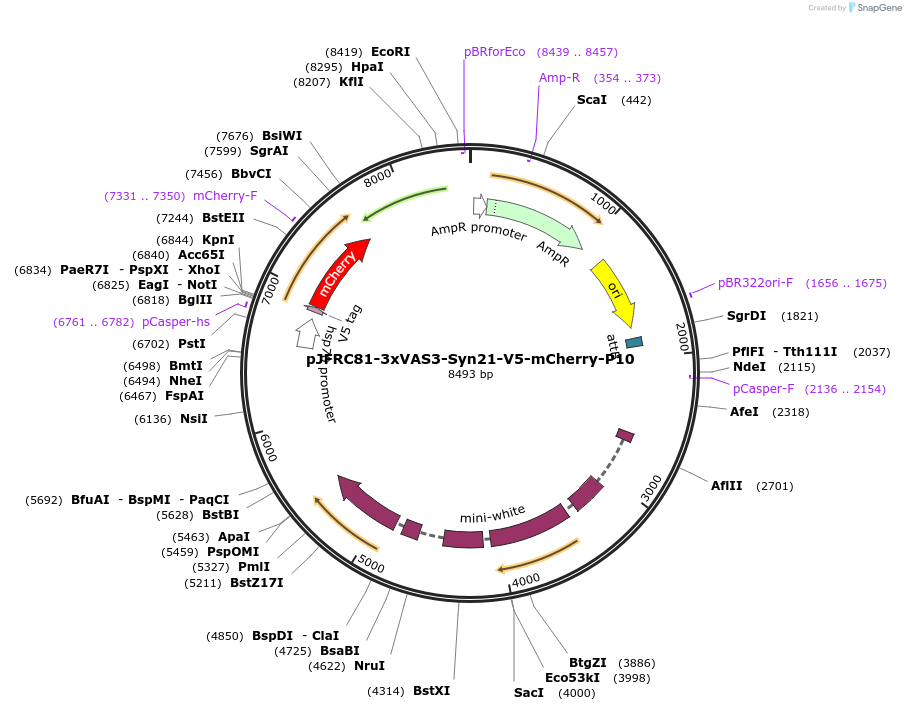 104617-plasmid-map-sequence-id-202474