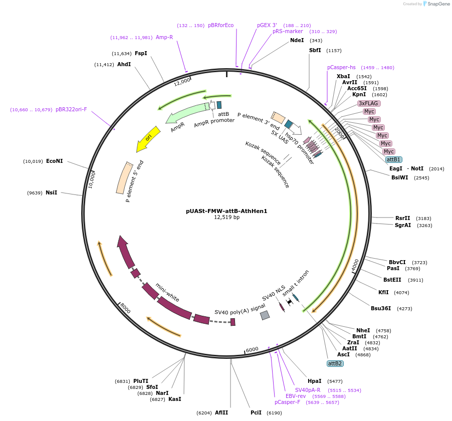 104958-plasmid-map-sequence-id-202478