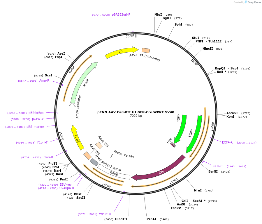 105551-plasmid-map-sequence-id-202479