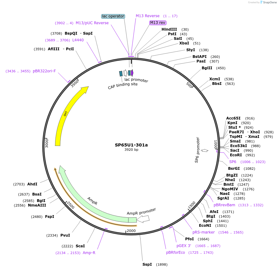 105821-plasmid-map-sequence-id-202521