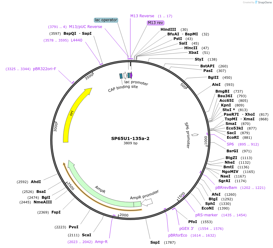 105820-plasmid-map-sequence-id-202522