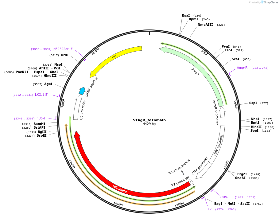 102993-plasmid-map-sequence-id-202551