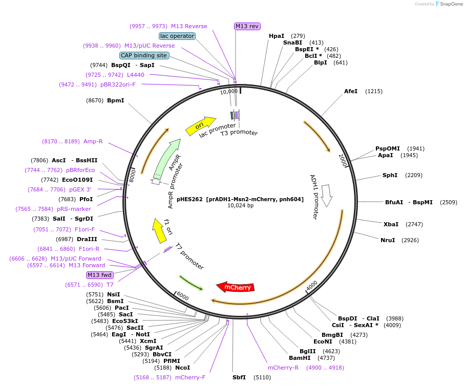 103844-plasmid-map-sequence-id-202554
