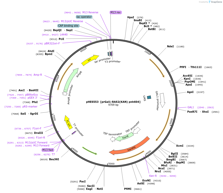 103846-plasmid-map-sequence-id-202560