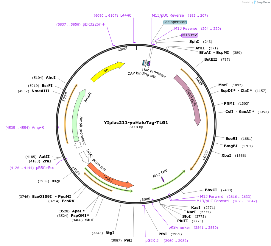 105277-plasmid-map-sequence-id-202561