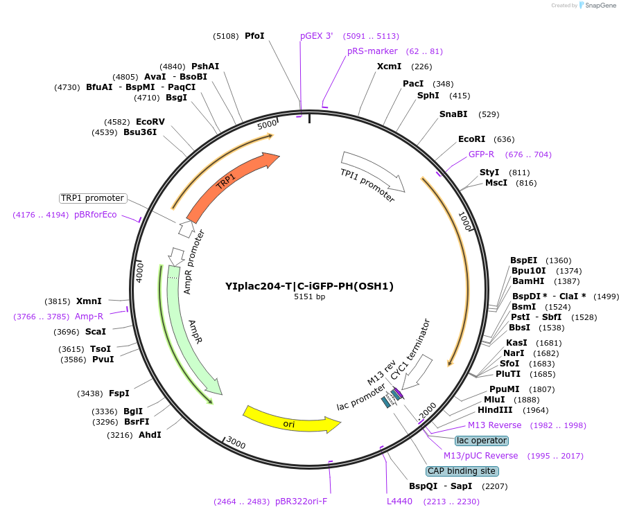 105280-plasmid-map-sequence-id-202562