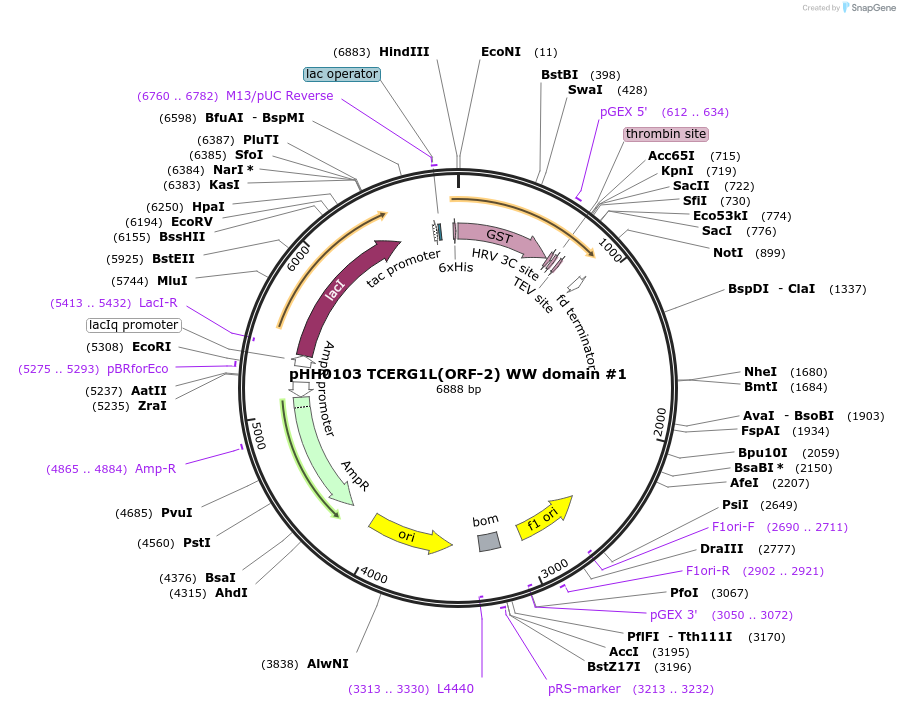 104294-plasmid-map-sequence-id-202572