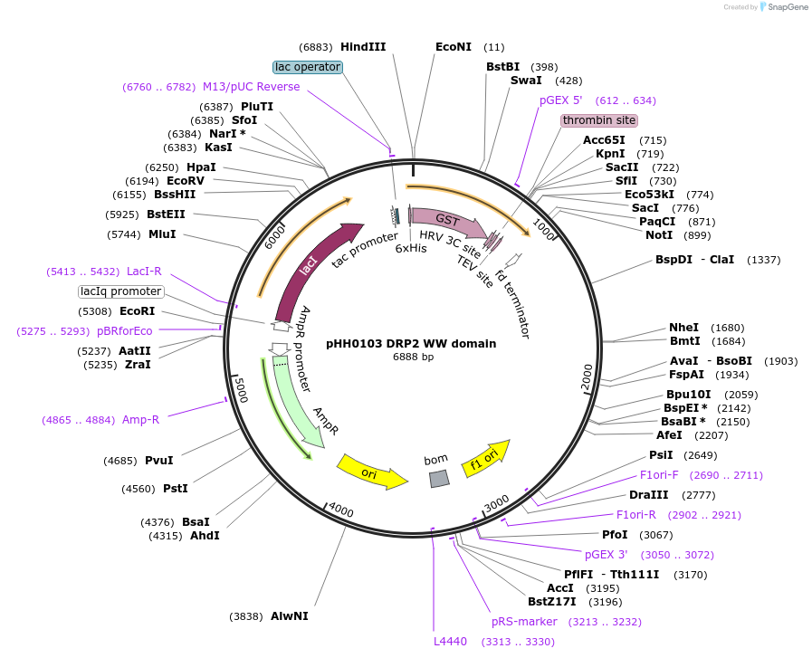 104270-plasmid-map-sequence-id-202573