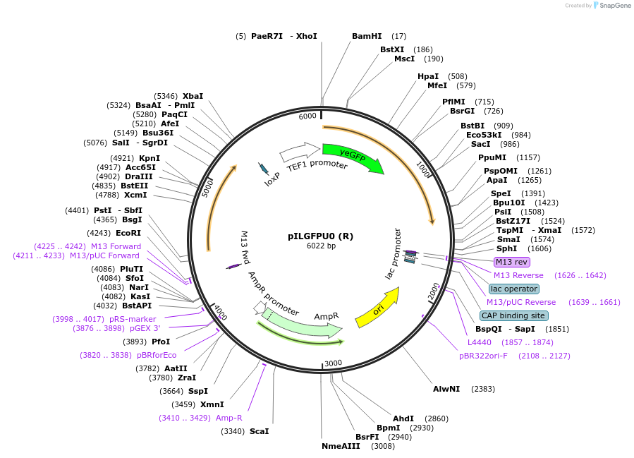 83562-plasmid-map-sequence-id-202576