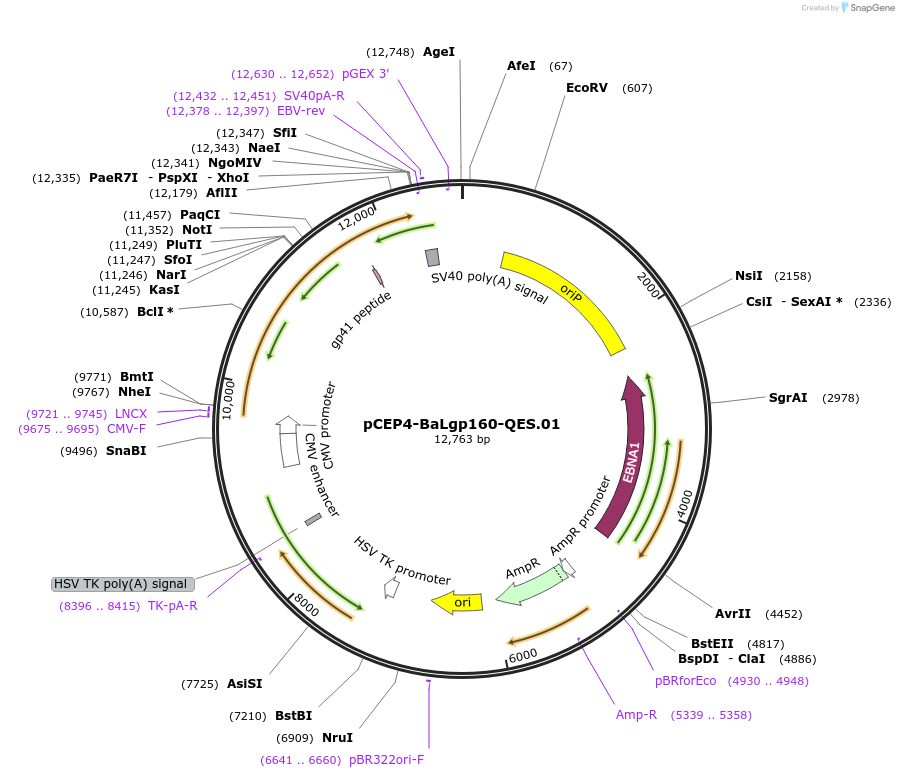 100921-plasmid-map-sequence-id-202595