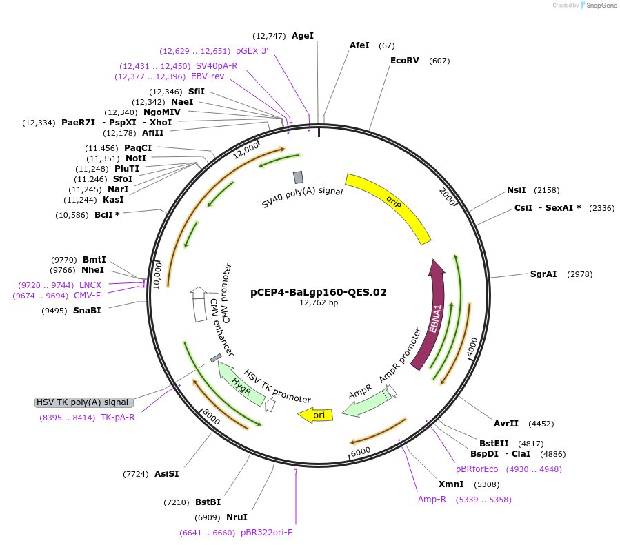 100923-plasmid-map-sequence-id-202605