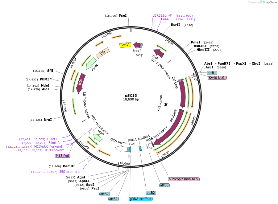 104787-plasmid-map-sequence-id-202609