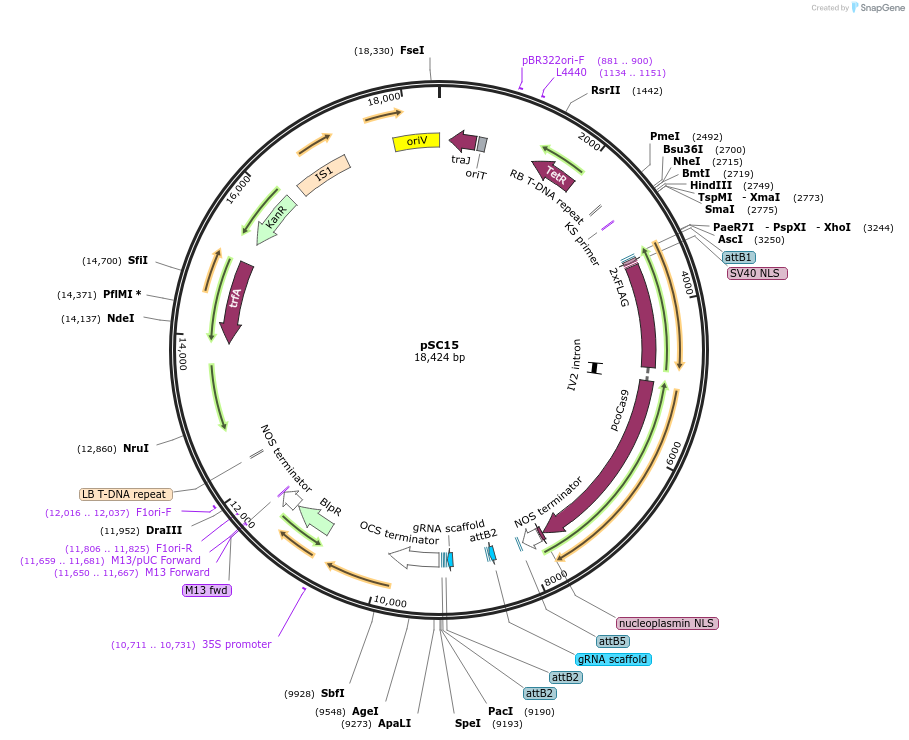 104789-plasmid-map-sequence-id-202614