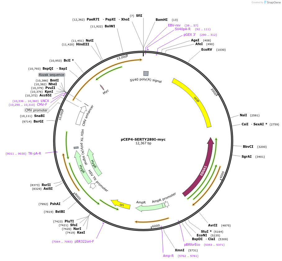 107480-plasmid-map-sequence-id-202734