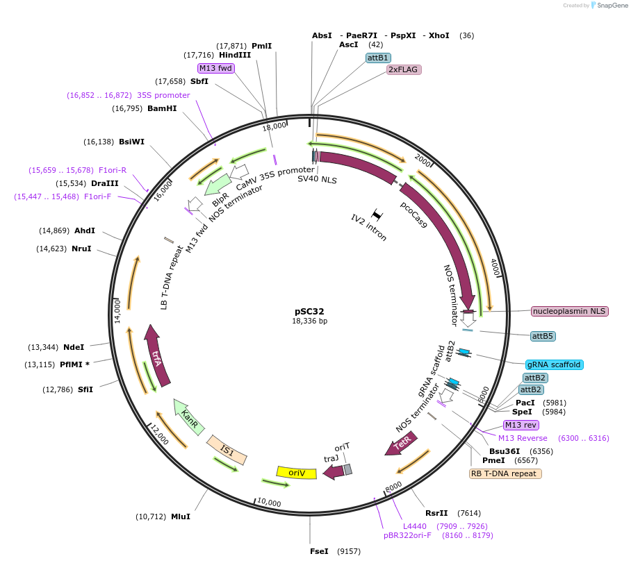 104806-plasmid-map-sequence-id-202758