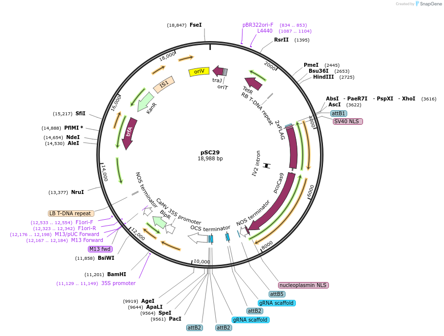 104803-plasmid-map-sequence-id-202769