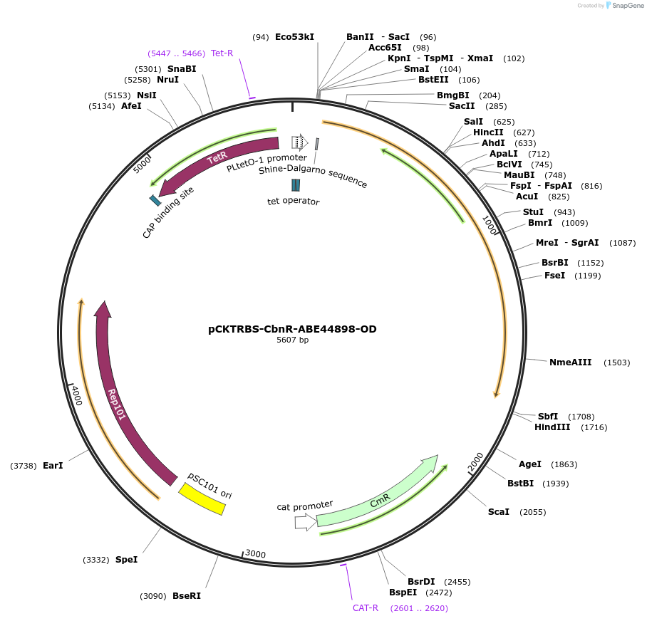 102925-plasmid-map-sequence-id-202794