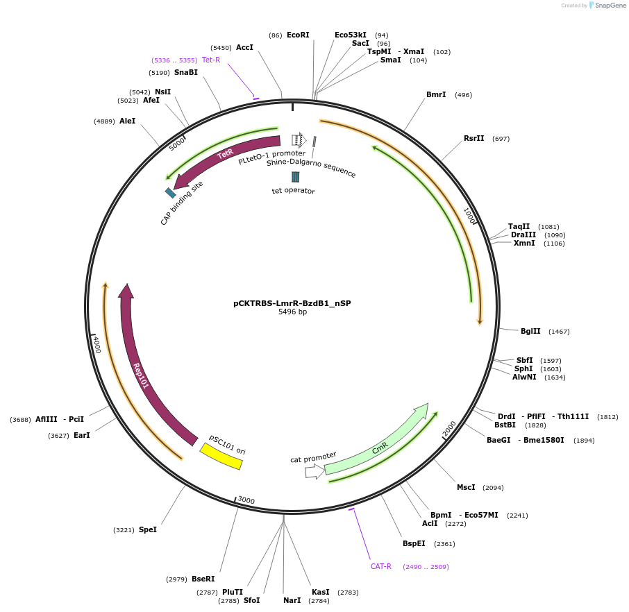 102926-plasmid-map-sequence-id-202795