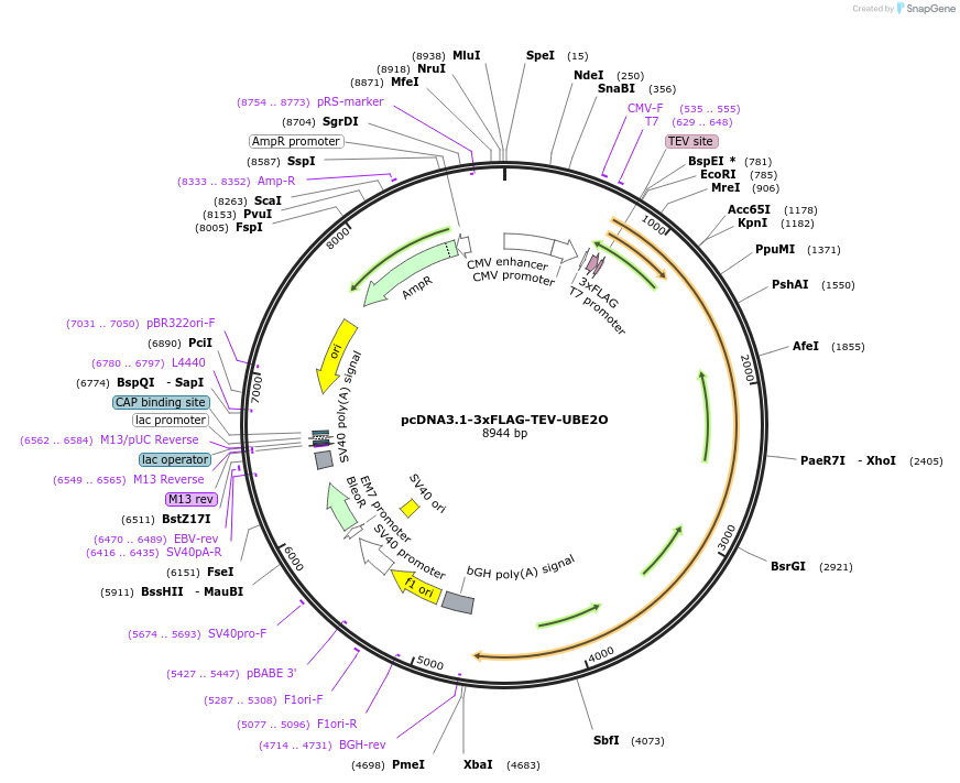 105718-plasmid-map-sequence-id-202800