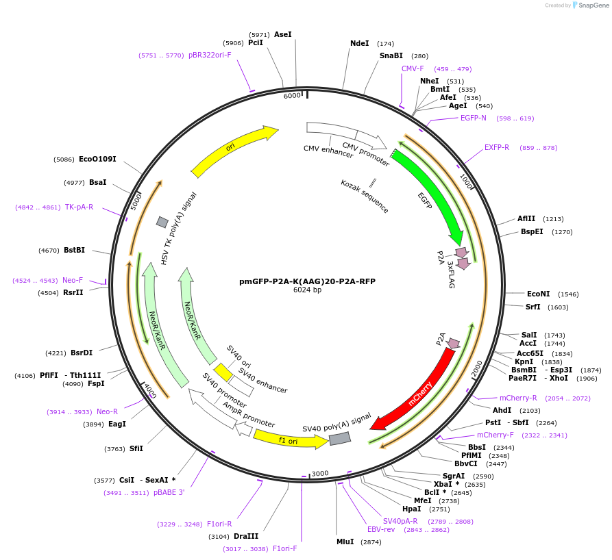 105689-plasmid-map-sequence-id-202804
