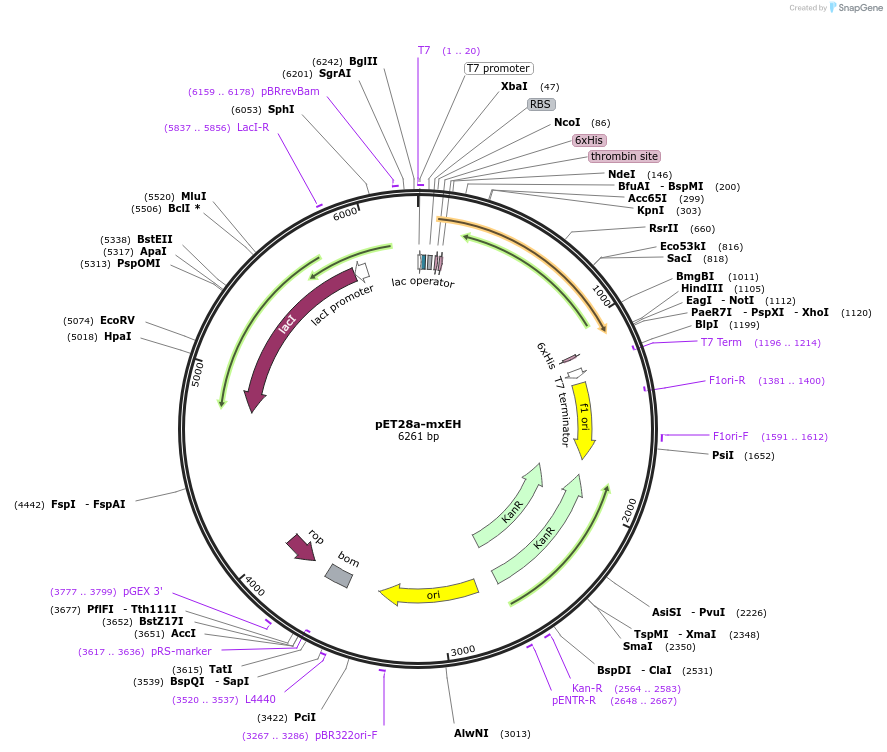 104977-plasmid-map-sequence-id-202891