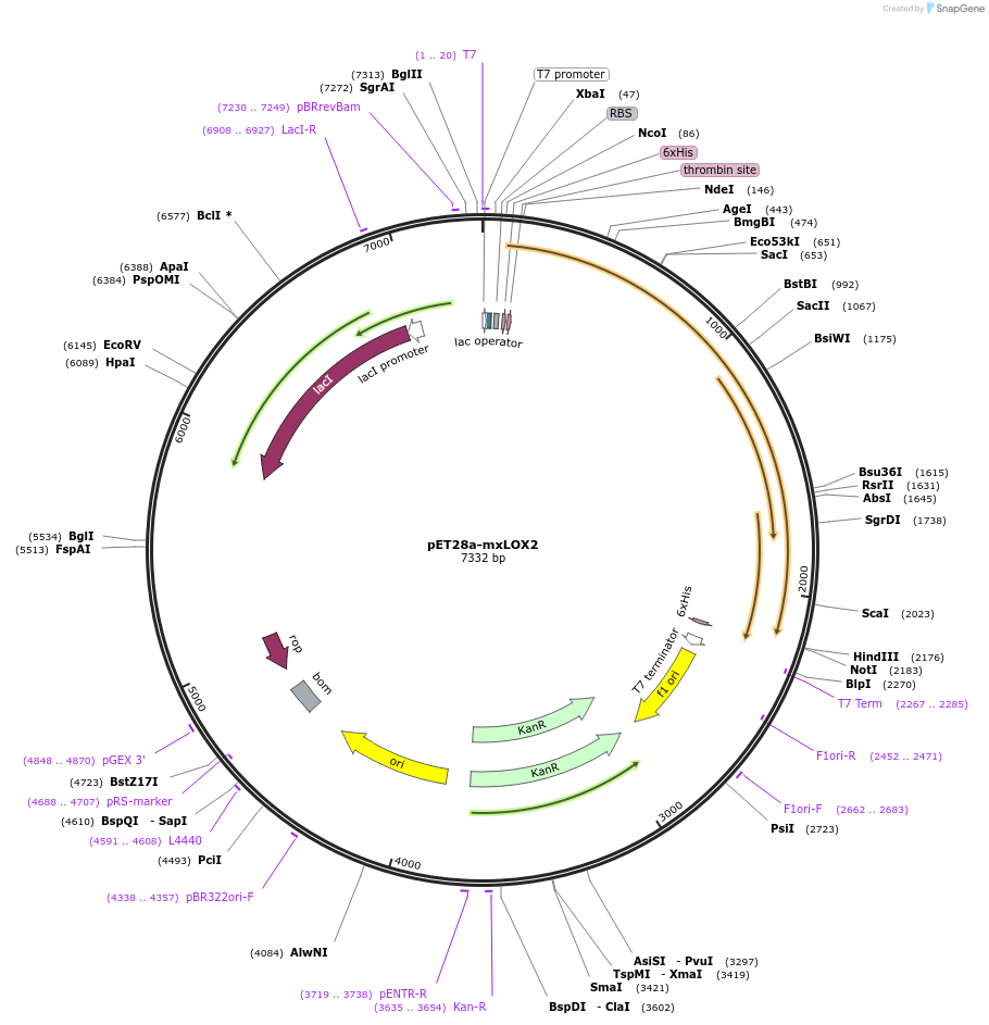 104976-plasmid-map-sequence-id-202892