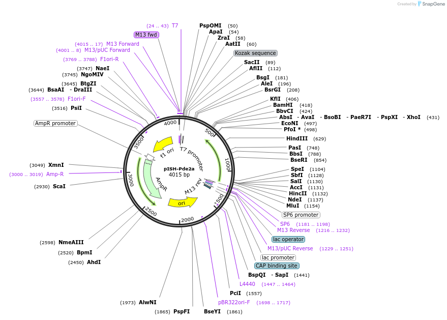 105462-plasmid-map-sequence-id-202916