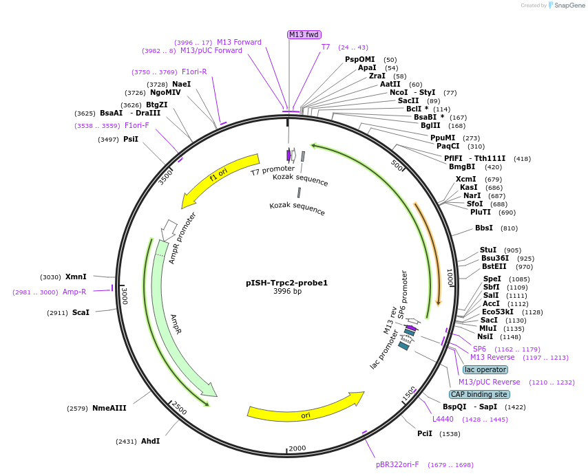 105473-plasmid-map-sequence-id-202928