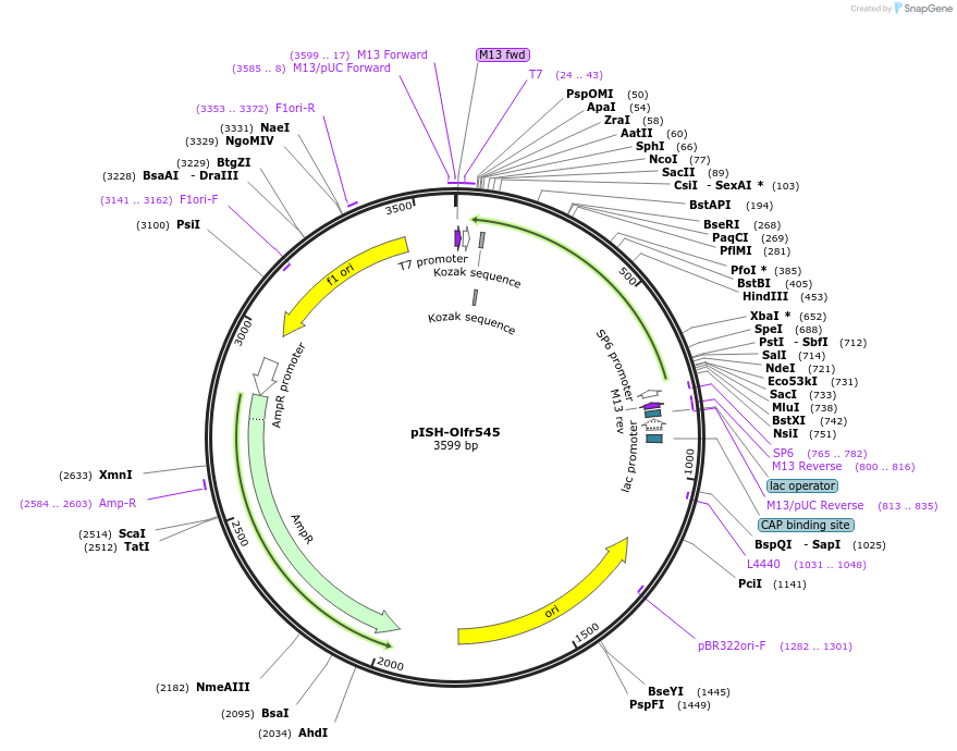 105489-plasmid-map-sequence-id-202963