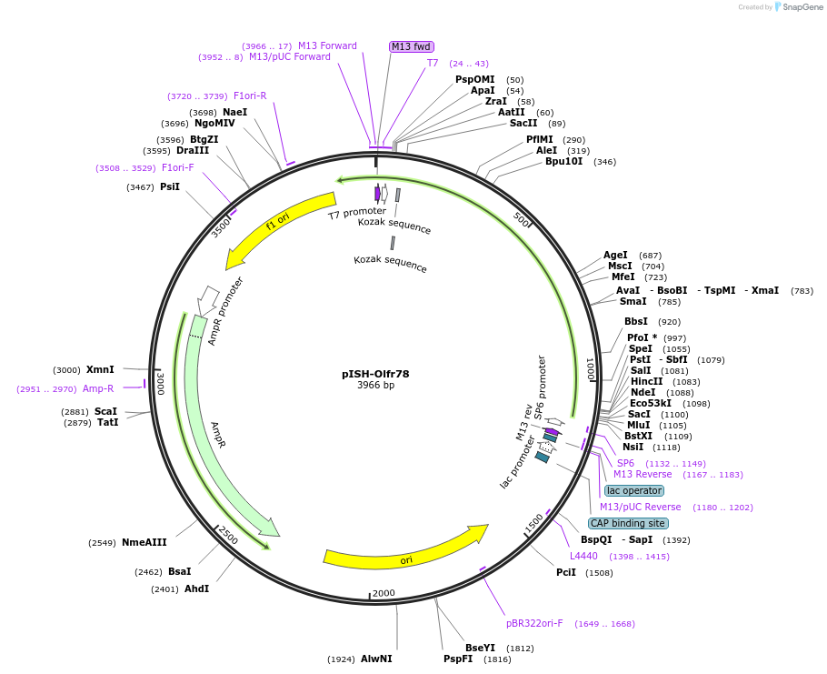 105491-plasmid-map-sequence-id-202966
