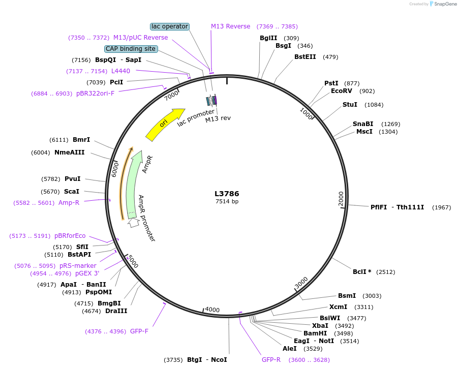 1593-plasmid-map-sequence-id-203