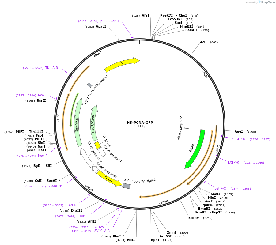 105942-plasmid-map-sequence-id-203022