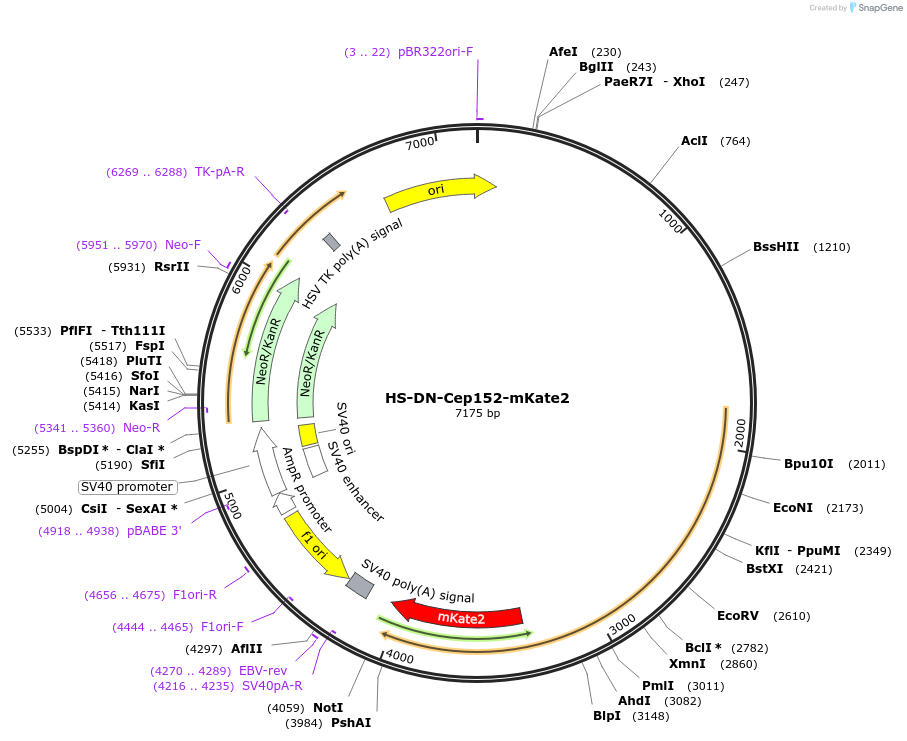 105943-plasmid-map-sequence-id-203023