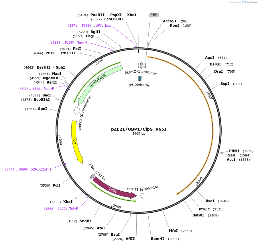 98567-plasmid-map-sequence-id-203054