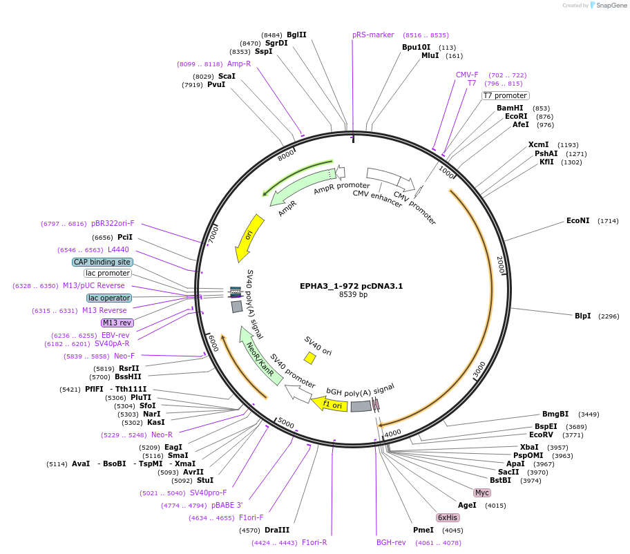 102739-plasmid-map-sequence-id-203082