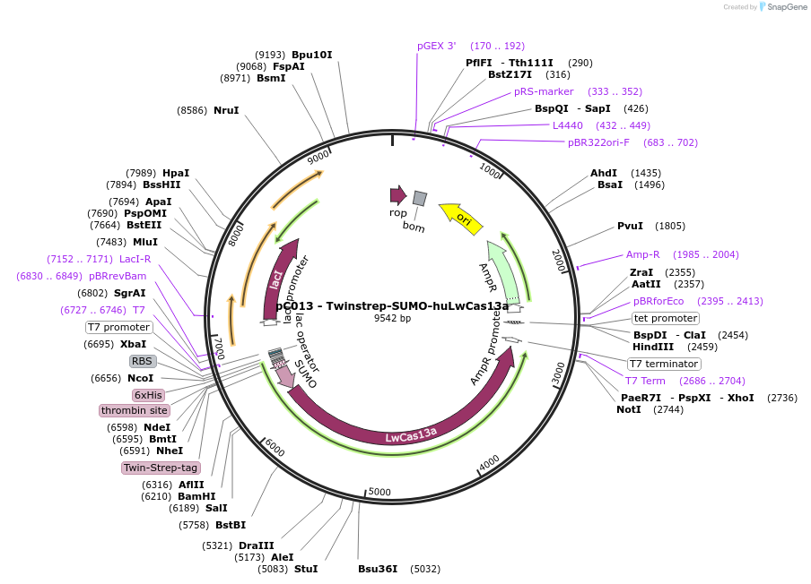 90097-plasmid-map-sequence-id-203084