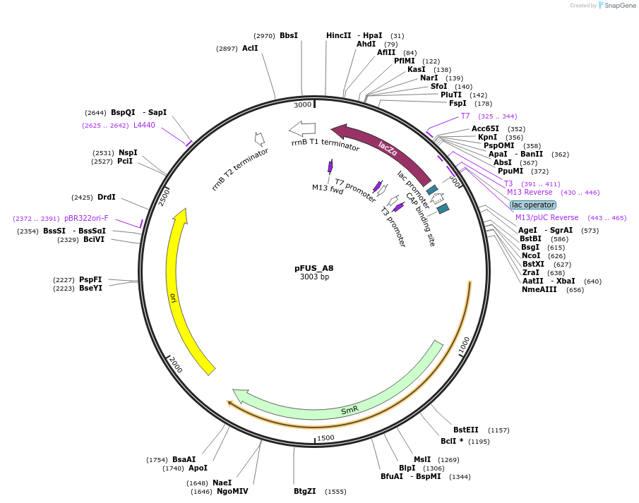 99882-plasmid-map-sequence-id-203109