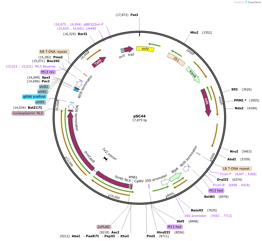 104818-plasmid-map-sequence-id-203111